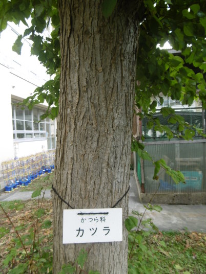 小学校の樹木解説ページ